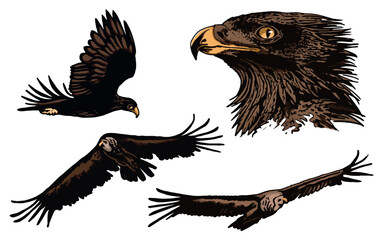 Grapical color  set of vultures and eagles isolated on white background, vector illustration .Birds