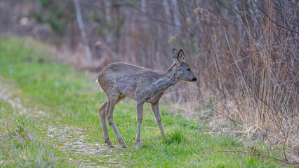 roe deer doe on forest road in early spring