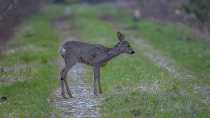 roe deer doe on forest road in early spring