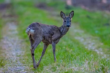 Poster Im Rahmen roe deer doe on forest road in early spring © Krzysztof