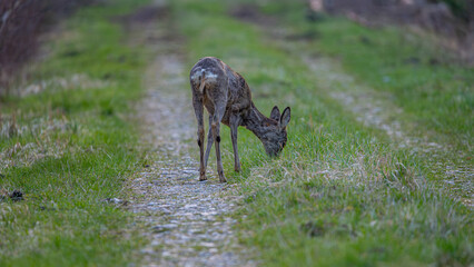 roe deer doe on forest road in early spring