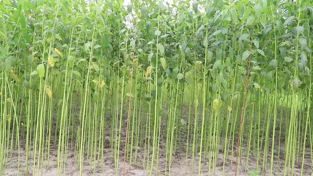 Swing in the wind green raw jute plantation in the countryside of Bangladesh.  This is the Called Golden Fiber in Bangladesh 