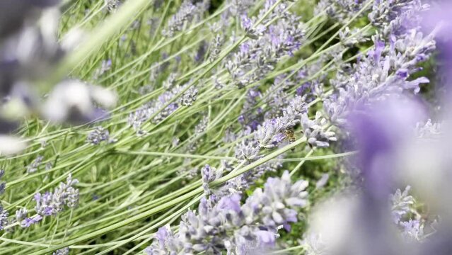 abeilles butinent les lavandes 4K