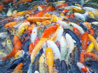 Cyprinus carpio haematopterus or Colorful Carp swimming in the pond. Koi fish opening its mouth to suck food on water . Koi carps fish have many colors of  scales such as orange, gold, black, and red.