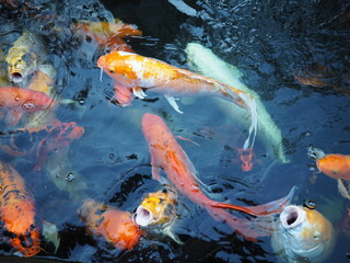 Koi fish swim in the pond. Some fish open their mouths above the water to receive food. Koi fish...