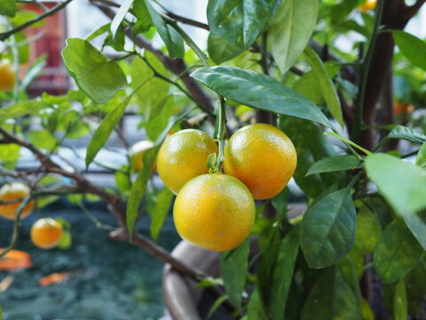 Ripe oranges hanging on the branches of the trees.  An organic citrus grove. The tangerine oranges fruit and green leaves in farm. 
