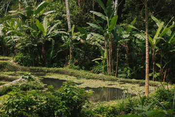 Green palm trees on the background of the pond