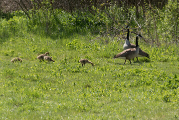 A Pair Of Canada Geese And Goslings In The Grass In Spring