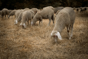 SHEEP IN THE PASTURE