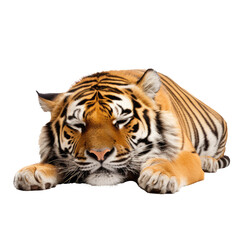Fototapeta na wymiar brown tiger isolated on white