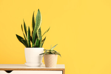 Green houseplants on shelf near yellow wall