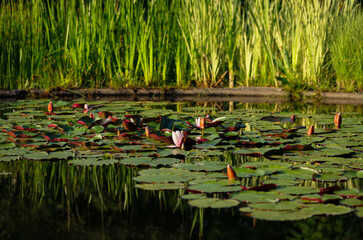 Kwiaty na stawie w Ogrodzie Botanicznym.