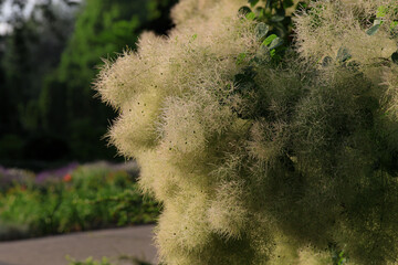 Krzew rośliny perukowca w Ogrodzie Botanicznym. © Magdalena