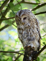 Tawny owl (Strix aluco)