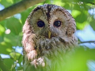 Tawny owl (Strix aluco)