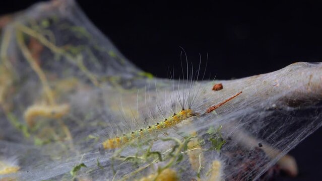 Weaving trees with cobwebs by larvae. Caterpillars of American white butterfly (Hyphantria cunea), moth fall webworm quarantine pest on leaves