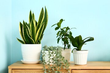 Green houseplants on chest of drawers near blue wall