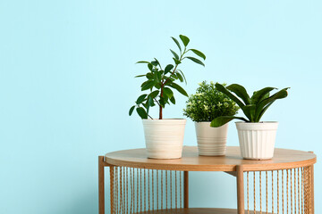 Green houseplants on table near blue wall