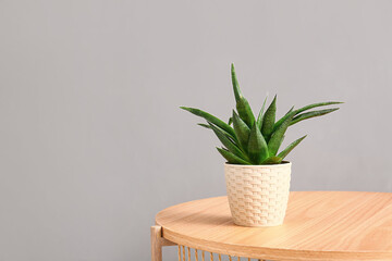 Green houseplant on table near grey wall