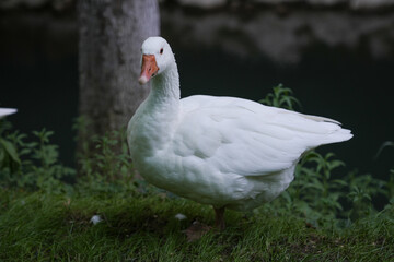 Beautiful big white goose in the grass