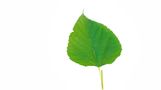 Sahtut or mulberry tree scientific name Morus alba leaf isolated over white background