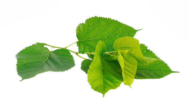Blackberry or sahtut leaves isolated on a white background