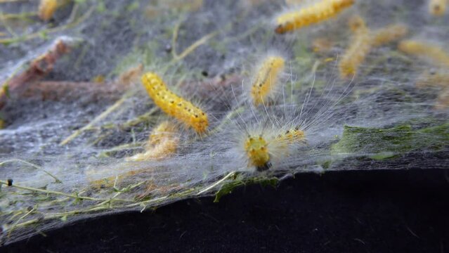 Weaving trees with cobwebs by larvae. Caterpillars of American white butterfly (Hyphantria cunea), moth fall webworm quarantine pest on leaves