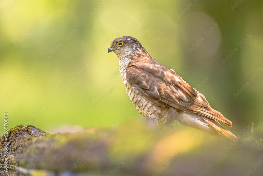 Sticker eurasian sparrowhawk in forest looking for prey