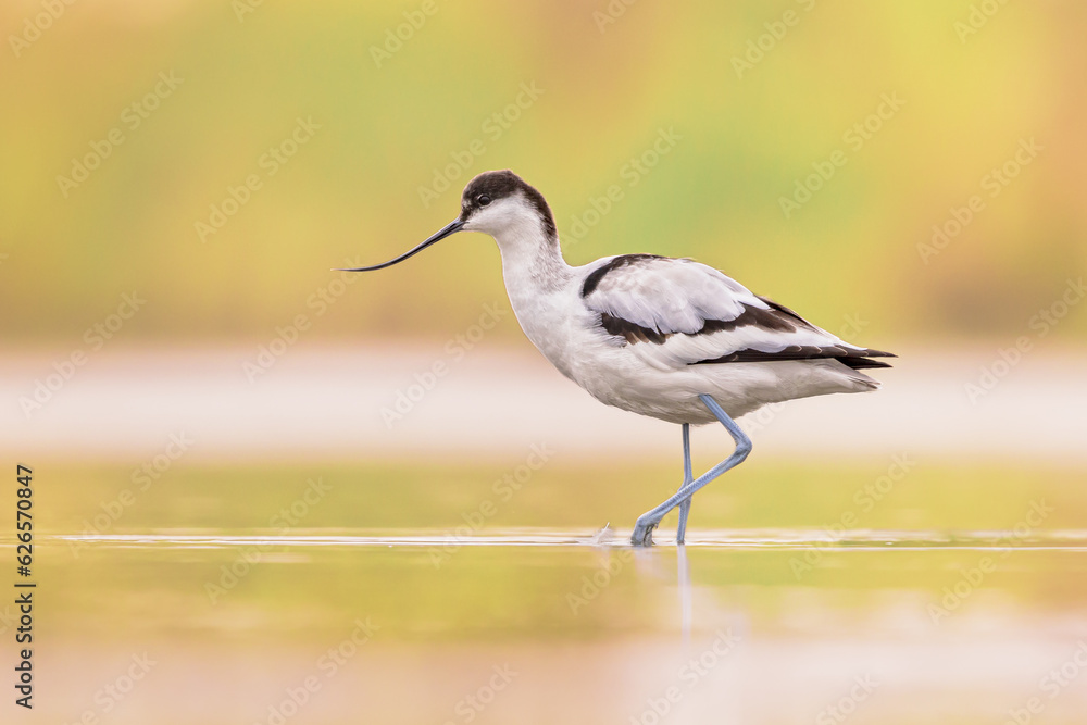 Sticker pied avocet foraging in shallow water