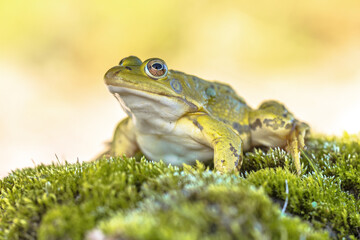 Pool frog with bright blurred background