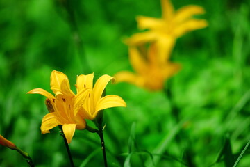 月の光に浮び咲く