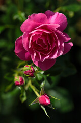 Młoda, różowa róża w Ogrodzie Botanicznym.