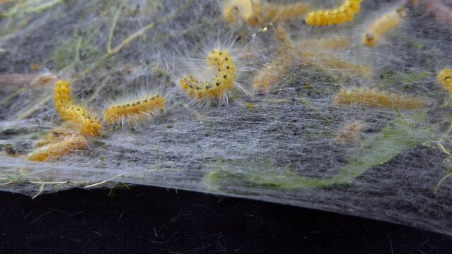 Weaving trees with cobwebs by larvae. Caterpillars of American white butterfly (Hyphantria cunea), moth fall webworm quarantine pest on leaves