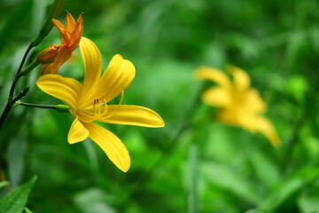 月の光に浮び咲く