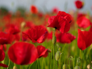 Obraz premium Mohnblumen Feld