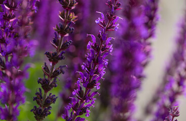 Piękne, fioletowe kwiaty. © Magdalena