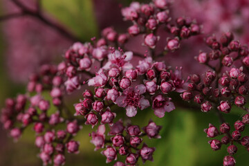Zbliżenie na małe różowe kwiatki.