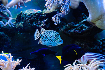 Marine life in the aquarium, fish and corals.