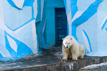 Polar bear in the zoo