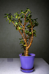 Houseplant Tangerine tree with small young green fruits in a pot isolated on black background. Bonsai