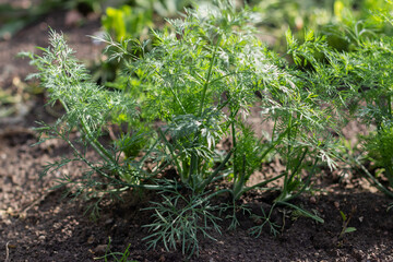 Young dill on a garden bed . Green juicy and tender dill. Macro.