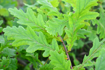 green oak leaves on the branch of oak tree isolated close up  