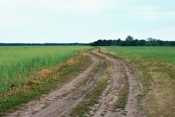 dirty road in the green field with forest on background copy space 