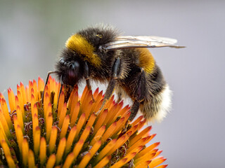 Hummel bei der Arbeit