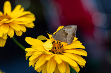 Motylek zbierający nektar na łące