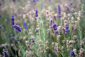 A stunning purple lavender forest that captivates the senses. Wanaka Lavender Farm, New Zealand