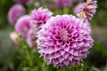 The fuchsia dahlias bloom in exquisite splendor, displaying their captivating beauty.