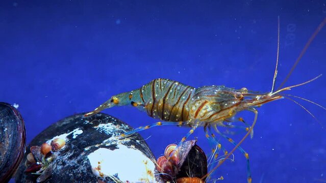 Rockpool shrimp (Palaemon elegans), shrimp looking for food among mussels, Black Sea