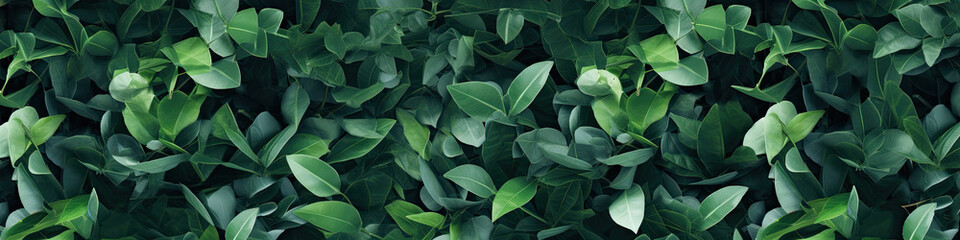 Eucaliptus leaves on color background. Floral banner with copy space. Abstract natutal backdrop