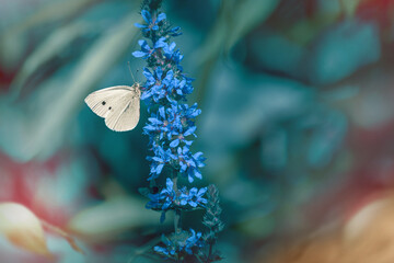 Fototapeta Biały motyl na kolorowym niebiesko-zielonym tle obraz
